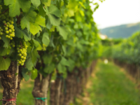 Vignoble
