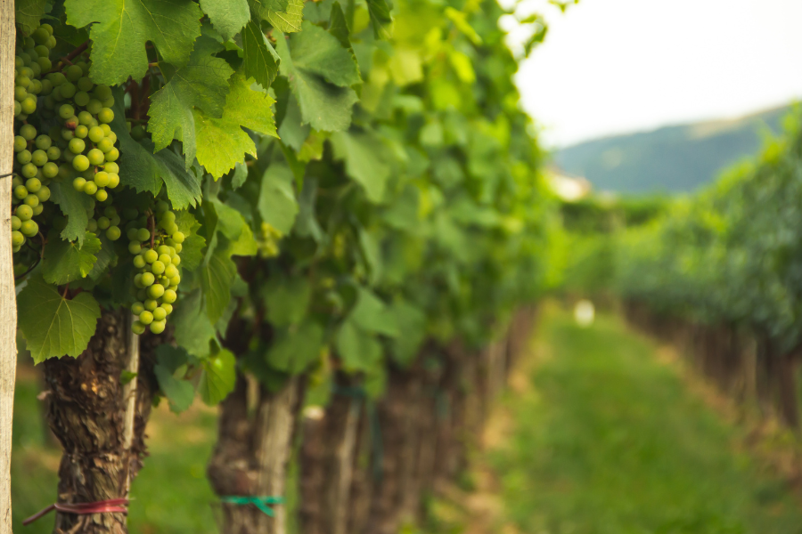 Vignoble