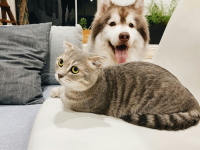 L'asssurance santé animale pour les chiens et les chats