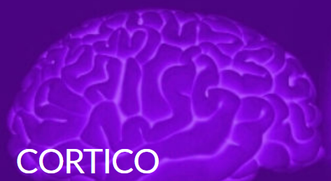 Image CORTICO