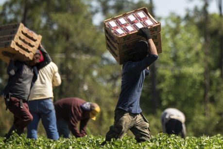 Image à la une de l'article Les interdictions d’importation de produits issus du travail forcé se multiplient